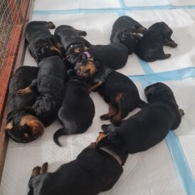 Rottweiler - Both