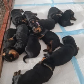 Rottweiler - Both