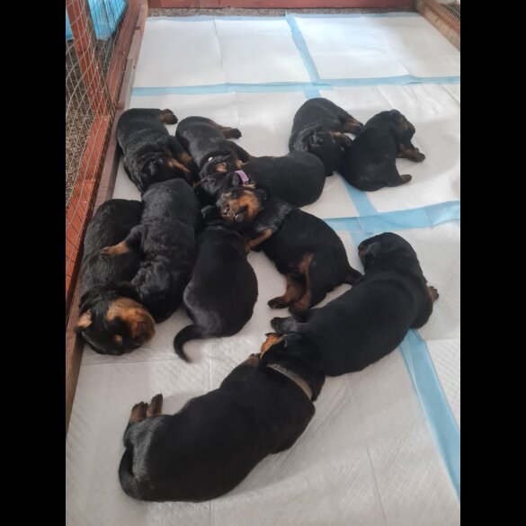 Rottweiler - Both