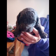 Cockapoo - Both