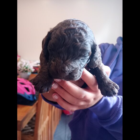 Cockapoo - Both