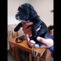 Cockapoo - Both