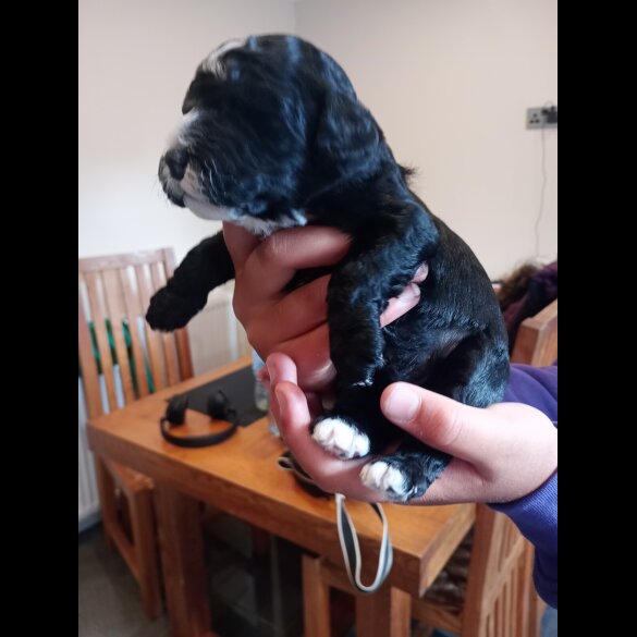 Cockapoo - Both