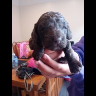 Cockapoo - Both