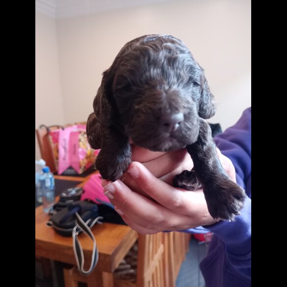 Cockapoo - Both