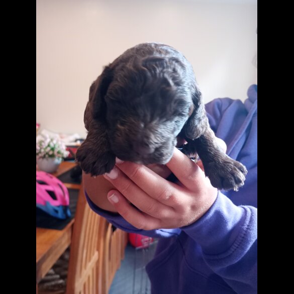 Cockapoo - Both