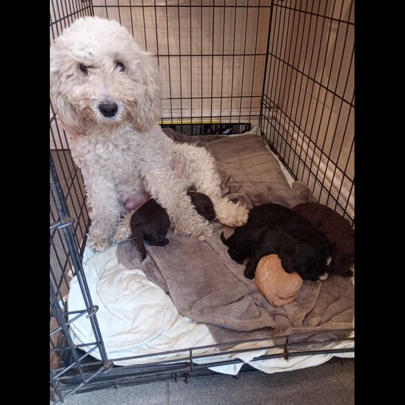 Cockapoo - Both