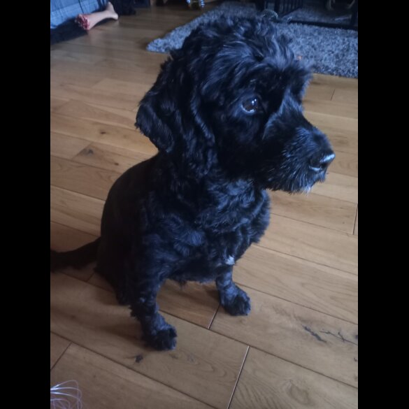 Cockapoo - Both