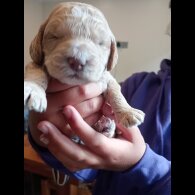 Cockapoo - Both