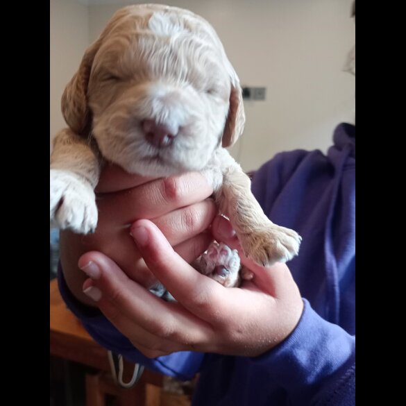 Cockapoo - Both