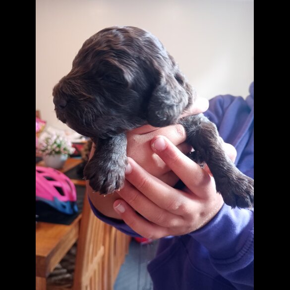 Cockapoo - Both