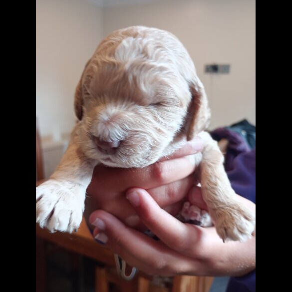Cockapoo - Both