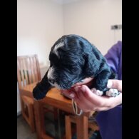 Cockapoo - Both