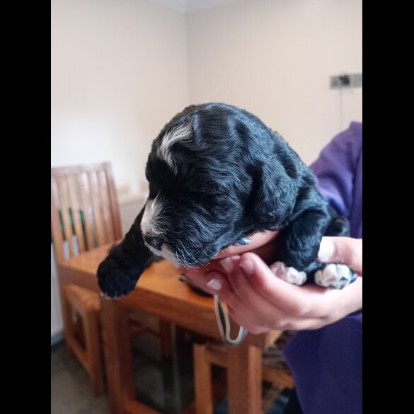 Cockapoo - Both