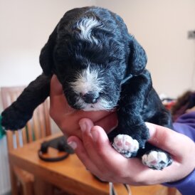 Cockapoo - Both