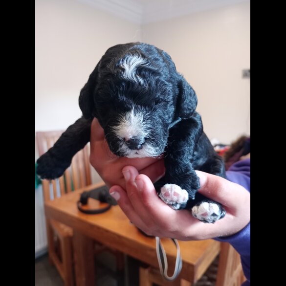 Cockapoo - Both