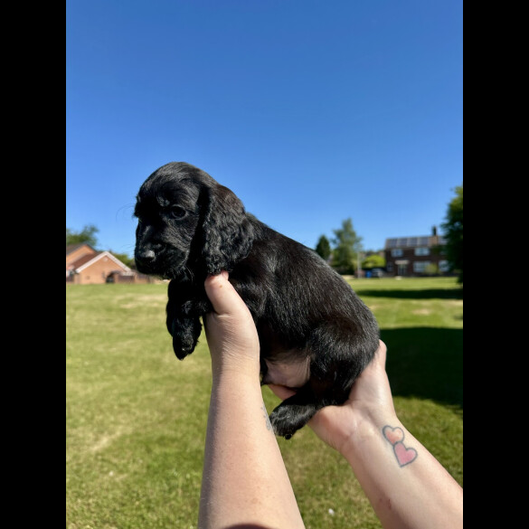 Cockapoo - Both