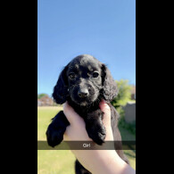 Cockapoo - Both