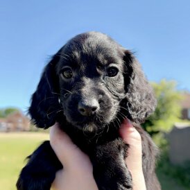 Cockapoo - Both