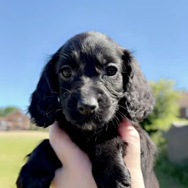 Cockapoo - Both