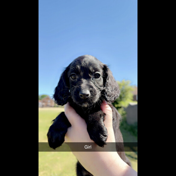 Cockapoo - Both