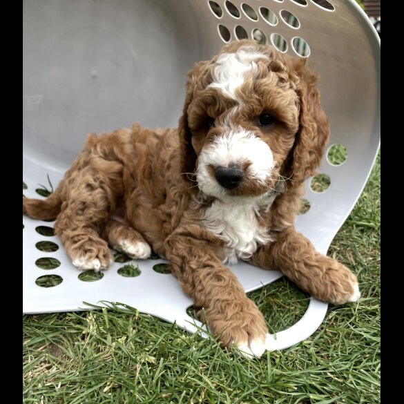 Cockapoo - Both