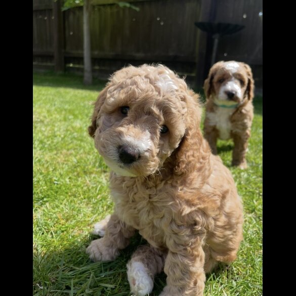 Cockapoo - Both