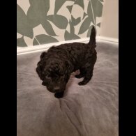 Cockapoo - Both