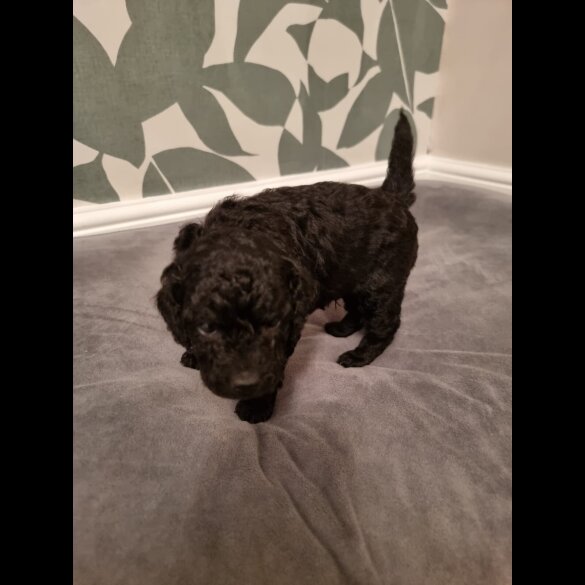 Cockapoo - Both