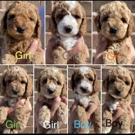 Cockapoo - Both