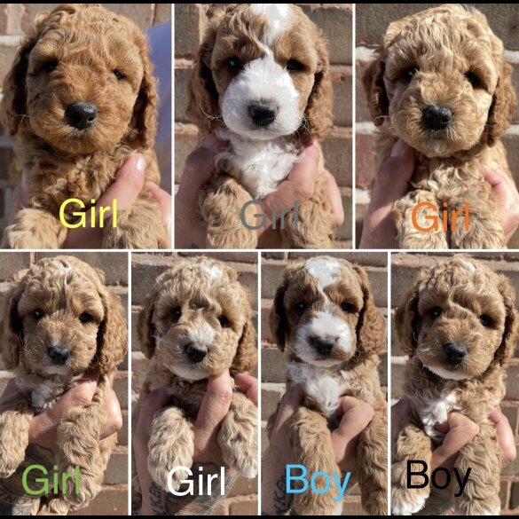 Cockapoo - Both