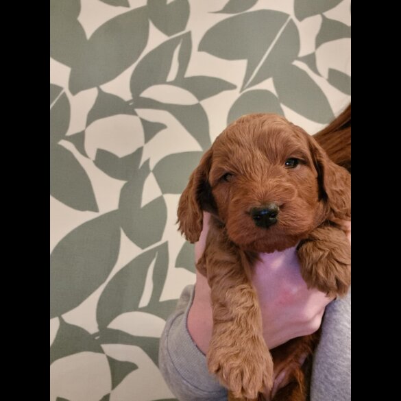 Cockapoo - Both