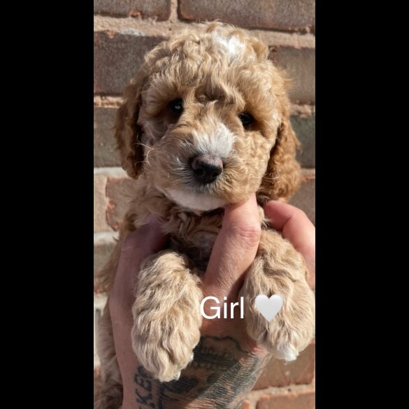 Cockapoo - Both