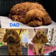 Cockapoo - Both