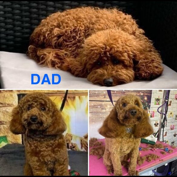 Cockapoo - Both