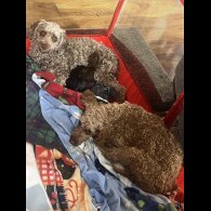 Cockapoo - Both