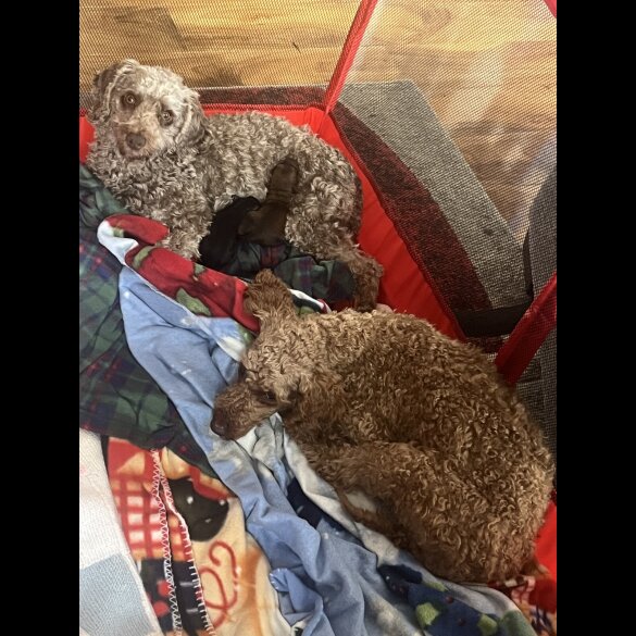 Cockapoo - Both