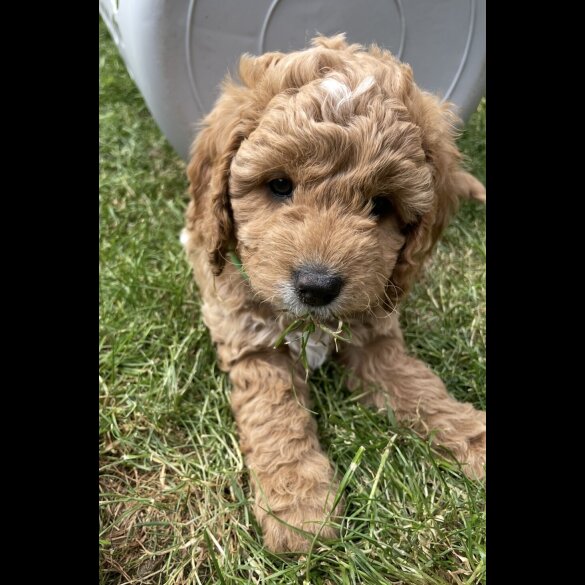 Cockapoo - Both