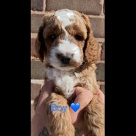Cockapoo - Both