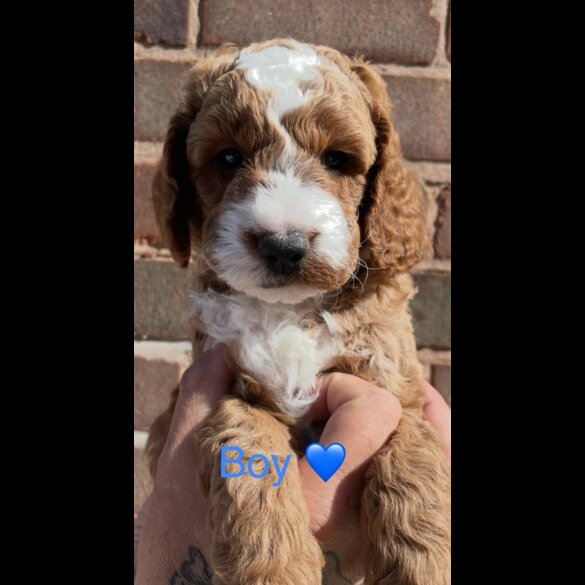 Cockapoo - Both