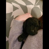 Cockapoo - Both
