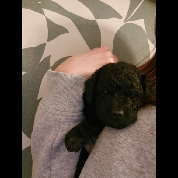 Cockapoo - Both