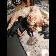 Cockapoo - Both