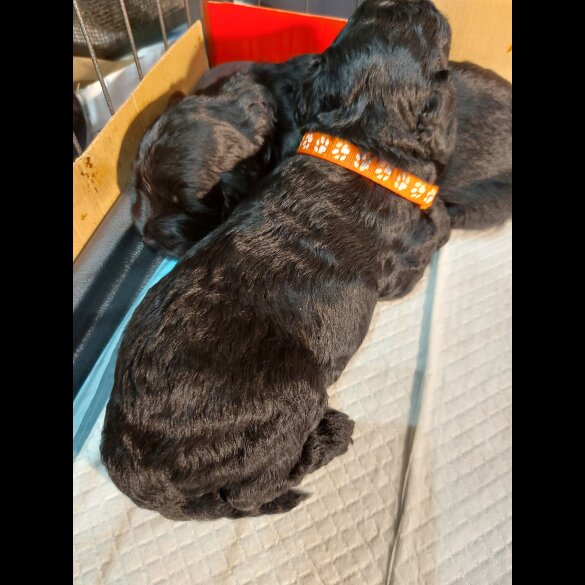 Cockapoo - Both