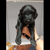 Cockapoo - Both