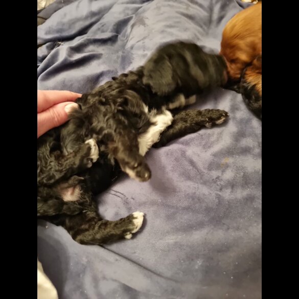 Cockapoo - Both