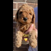 Cockapoo - Both