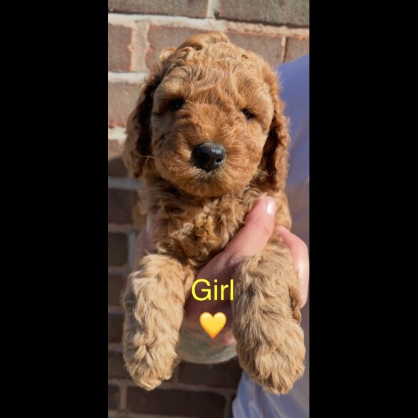 Cockapoo - Both