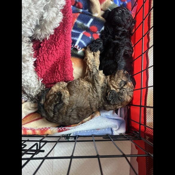 Cockapoo - Both