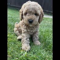 Cockapoo - Both